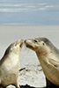 Sea Lion kiss