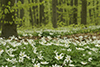 Spring Forest